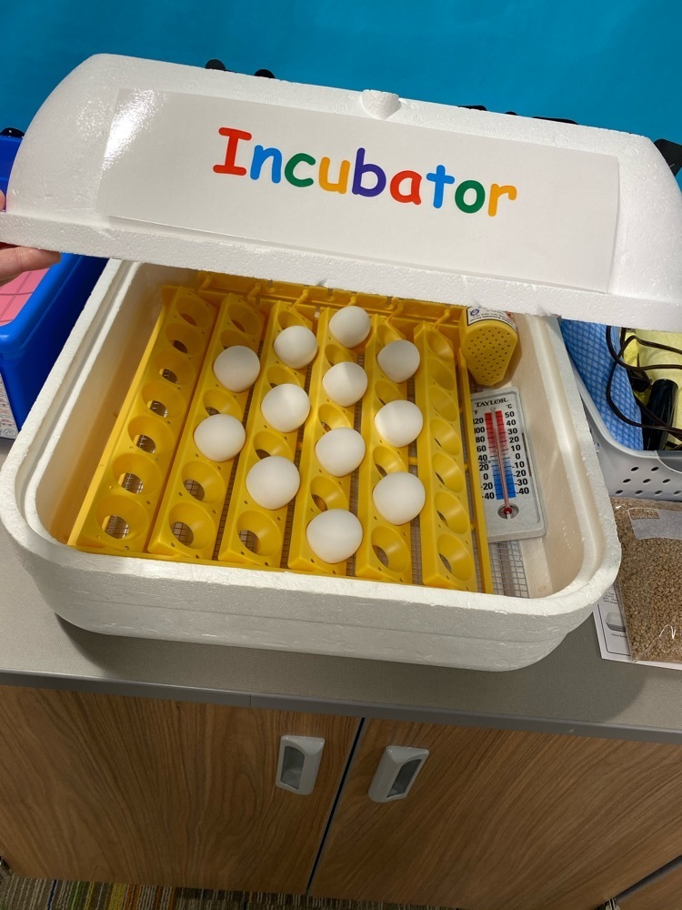 Incubators are set up in the 1st grade area