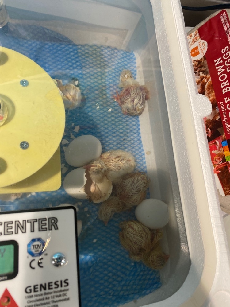 chicks