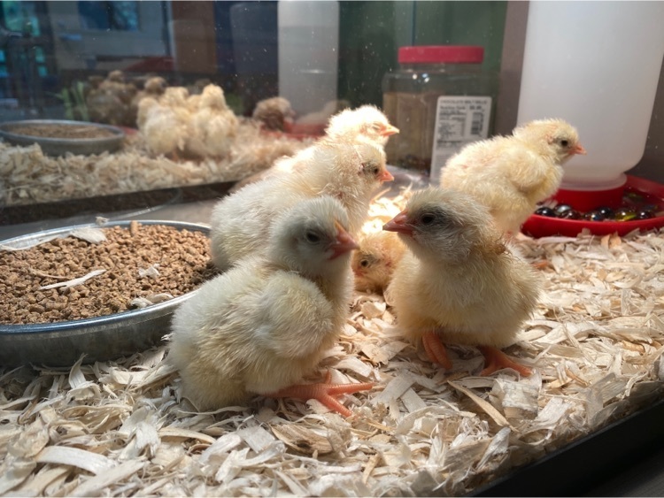 chicks 3
